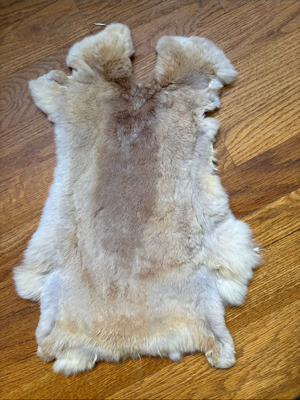B0237 Rex rabbit hide craft supply